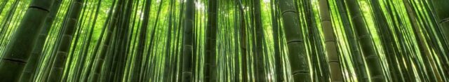 Foresta di bambù