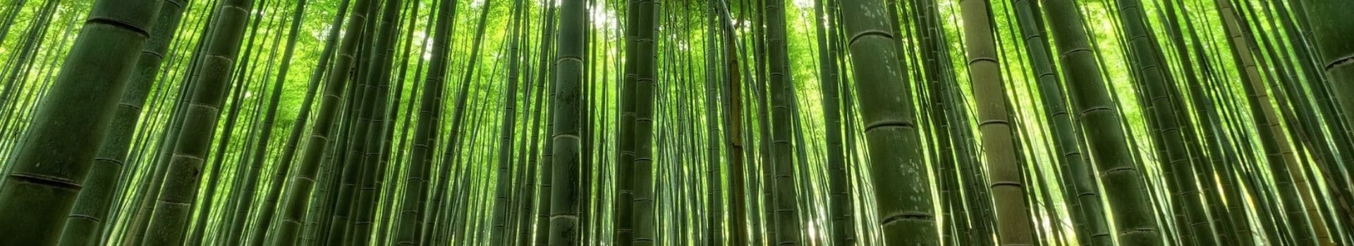Foresta di bambù