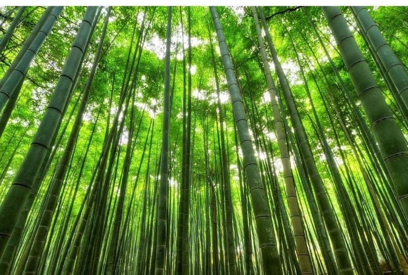 Foresta di bambù